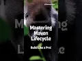 Maven tutorial Lifecycle Build Like a Pro DevOps Java Guide