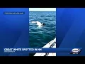Fishermen spot great white shark off NH coast