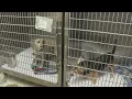 Clear the Shelters Amarillo SPCA