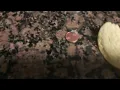 Penny chip and used napkin
