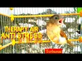 Download Lagu ANTI STRESS Terapi Air Mengalir Burung FLAMBOYAN GACOR Terbaru Terbaik 2021