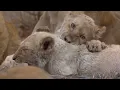 Download Lagu RARE WHITE LIONS | White Lions: Born Wild I 4k