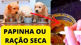QUANTO TEMPO FILHOTE MAMA E QUANDO DAR A PAPINHA OU RAÇÃO SECA? LEITE PARA CACHORRO