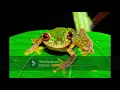 Download Lagu Frog Sound  Ringtone Effect SFX Compilation