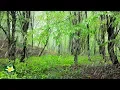 Download Lagu Regengeluid in het bos en zingende vogels - 10 uur ontspannen en slapen