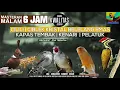 Download Lagu AUTO GACOR KICAU CILILIN - CIBLEK KRISTAL - BELELANG EMAS KENARI - KAPAS TEMBAK - PLATUK GACOOOR DOR