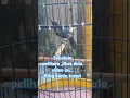 Download Lagu King konin trotol tarung #kicaumania #burung #bird #birds #burungpenghisapmadu