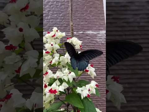 Good Morning…!