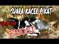 Download Lagu Suara Kacer Pikat Bikin Burung Kacer Ribut + Emosi ~Abank Faiz