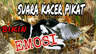 suara kacer pikat bikin burung kacer ribut emosi abank faiz