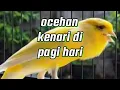 Download Lagu ocehan kenari di pagi hari