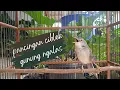 Download Lagu Ciblek gunung ngalas pas untuk pancingan #kicaumania #masteran #cigun #pecintaburung