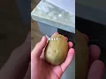 Download Lagu You’ve Been Eating Kiwi All Wrong!