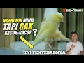 Download Lagu Kenari cuma ngeriwik terus? Gak gacor2? Ini dia 4 sebab dan solusinya