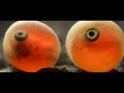 Trailer Sockeye Salmon. Red fish / Трейлер фильма "Нерка. Рыба красная"  2020 SHPILENOKFILM