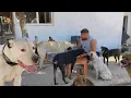 Download Lagu ¡Atrapé a mi perro con cámara oculta mientras escapaba y le hice una prueba de inteligencia!