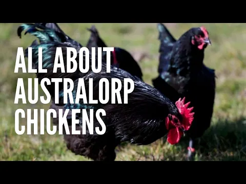 Download MP3 Australorp Chickens: The Ultimate Guide!