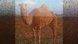 الراحل الفنان اشرف محفوظ تشرتعـــى 