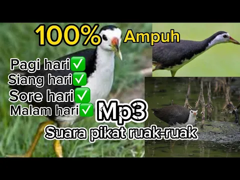 Download MP3 SUARA PIKAT RUAK-RUAK (burung ruak-ruak mp3) #pikatburungruakruak