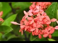 Download Lagu गजऱ्याचा गंध घेऊनी । Gajryacha Gandh Gheuni | Romantic Marathi Song