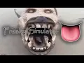 ROBLOX FREAKY SIMULATOR CODES FREAKY FRIDAY HOW TO REDEEM CODES
