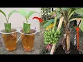 Lagu Remarkable Skill how to grow Banana from banana fruit with water