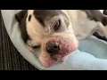 Sleepless Boston Terrier Episode 109