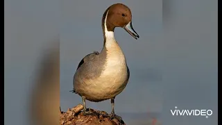 صوت البط البرى بلبول وشرشير 