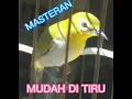 masteran pleci mudah di tiru