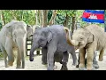 “Visit Phnom Tamao Zoo, Baby Elephants”, Takeo Province , Cambodia, December 2025.