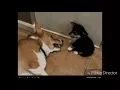 The best dogs gifs ever