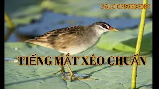 Download 🔥TIẾNG MẮT XÉO CHUẨN - ĐÁNH BAO ĂN CHIM 🔥 MP3