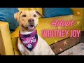 Adoptable Whitney Joy Bunny Soft Sweetheart