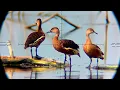 Download Lagu GILA❗TERNYATA DI TEMPAT INI SARANG NYA BELIBIS. BERBURU BELIBIS. BORNEO slug