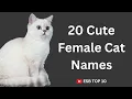 20 Cute Female Cat Names ESB TOP 10