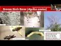 Rutgers Nursery IPM Webinar May 27 2025