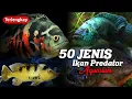 Download Lagu 50 Jenis Ikan Predator Air Tawar Aquarium, Galak dan Agresif