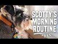 Spoiled Schnauzer s Cute Morning Routine