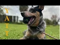 Adopt Adopt Adopt For Life