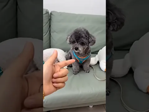 #papaanewton #pets #lifeisbutadream #comedydance #cute #trending #ihavethisthingwithplants #puppy