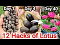 Download Lagu How to Grow Lotus From Seeds at Home | Grow Lotus Plant from Seeds