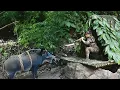Download Lagu Build new shelter, wild boar rush into shelter, trap wild boar, wild survival alone