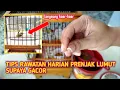 Download Lagu asli gak bohong!! PRENJAK LUMUT KALAU RAWATANNYA SEPERTI INI, SAYA JAMIN JADI GACOR‼️