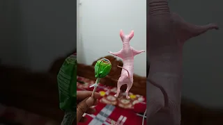                                 دندنها