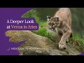 A Deeper Look at Venus in Aries