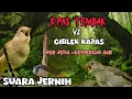 Download Lagu masteran roll, suara masteran kapas tembak vs ciblek, kapas tembak vs ciblek, ciblek, kapas tembak,