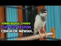 Download Lagu KENARI GACOR  Cuit CUIT BIRAHI UNTUK PANCINGAN \u0026 MASTERAN Kenari PAUD AGAR BUNYI DAN NGEROL