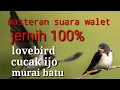 Download Lagu Masteran suara walet jernih cocok buat lovebird,  cucak ijo dan murai batu