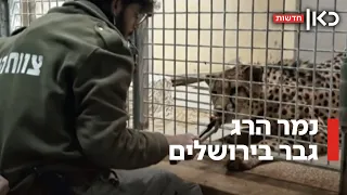 טרגדיה בגן חיות בירושלים אוריאל הותקף למוות על ידי נמר לעיני המבקרים 