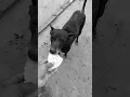 Download Lagu Janwaro Par Bharosa Kiya Ja Sakta Hai. Insano Par Nahi #shorts #viral #trending #animals